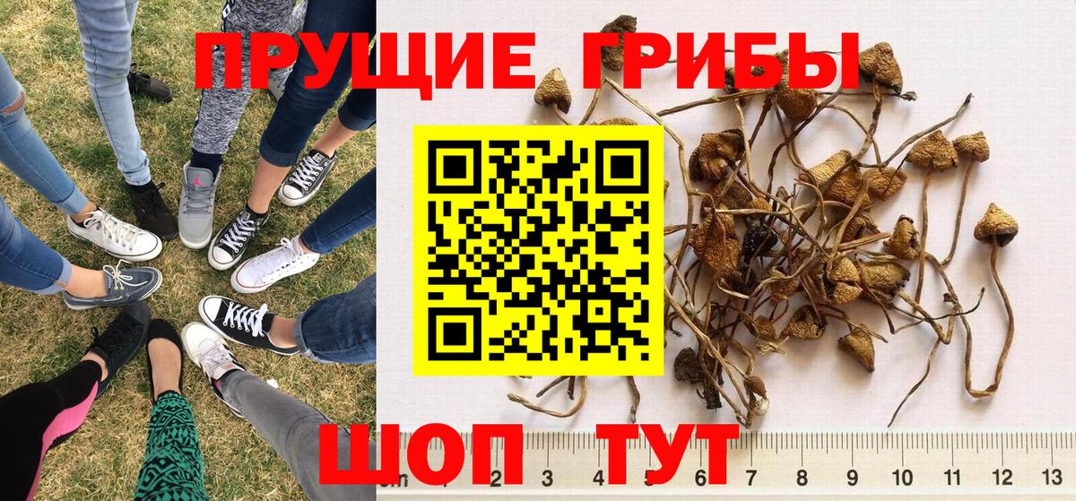Галлюциногенные грибы GOLDEN TEACHER  Вход с VPN  Кинешма 